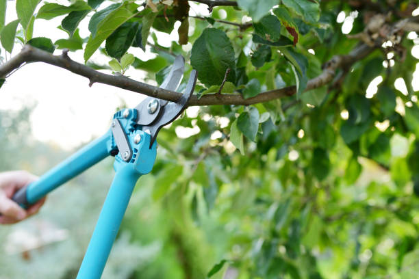 Best Professional Tree Care  in Maltby, WA